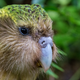 The bird up close.